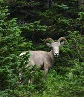 Image of: Ovis canadensis (bighorn sheep)