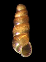 Platyla polita
