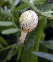Fruticicola fruticum