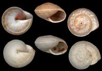 Theba impugnata