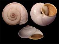 Vidovicia coerulans