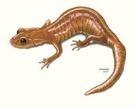 Image of: Ensatina eschscholtzii (ensatina)