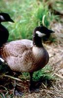 Branta canadensis occidentalis