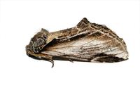 Image of: Pheosia rimosa