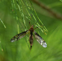 Image of: Tipulidae (crane flies)