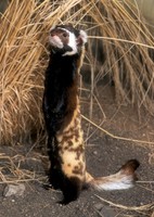 Vormela peregusna - Marbled Polecat