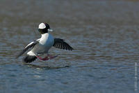 Image of: Bucephala albeola (bufflehead)