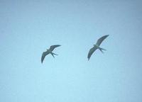 Image of: Elanoides forficatus (swallow-tailed kite)