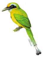 Image of: electron carinatum (keel-billed motmot)