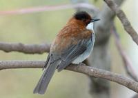 Image of: Hemixos flavala (ashy bulbul)