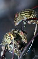 Lemniscomys striatus - Typical Striped Grass Mouse