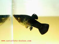 Poecilia sphenops - Black Molly