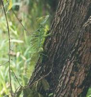Image of: Basiliscus plumifrons (green basilisk)