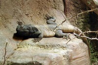 Image of: Sauromalus ater (common chuckwalla)