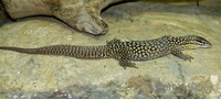 Varanus acanthurus - Ridge-tailed Monitor