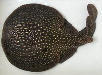 Electric ray, Electrolux addisoni