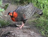 Western Tragopan - Tragopan melanocephalus