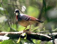 Mindanao Bleeding-heart - Gallicolumba criniger