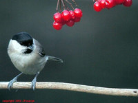 Marsh Tit - Parus palustris