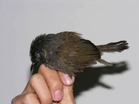 Nonggang Babbler - Stachyris nonggangensis