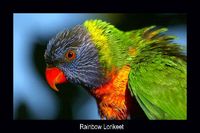 Rainbow lorikeet