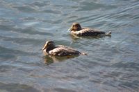 White-headed Steamerduck - Tachyeres leucocephalus