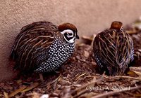 Montezuma Quail - Cyrtonyx montezumae