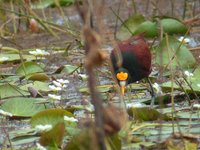 Northern Jacana - Jacana spinosa