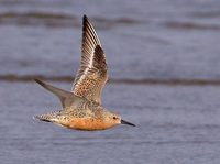 Red Knot (Calidris canutus) photo