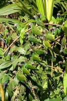 Dusky-headed Parakeet - Aratinga weddellii