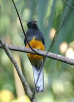 White-tailed Trogon - Trogon viridis