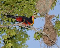 Red-breasted Toucan - Ramphastos dicolorus