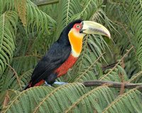 Red-breasted Toucan - Ramphastos dicolorus