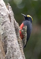 Yellow-tufted Woodpecker - Melanerpes cruentatus