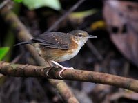 Silvered Antbird - Sclateria naevia