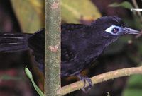 Immaculate Antbird - Myrmeciza immaculata