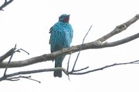 Spangled Cotinga - Cotinga cayana