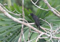 Purple-throated Fruitcrow - Querula purpurata