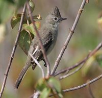 Plain-crested Elaenia - Elaenia cristata