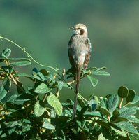 Streamer-tailed Tyrant - Gubernetes yetapa