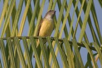 Sulphury Flycatcher - Tyrannopsis sulphurea