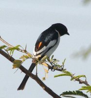 White-bellied Minivet - Pericrocotus erythropygius