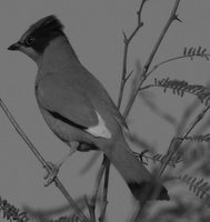 Hypocolius - Hypocolius ampelinus