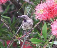 Amethyst Sunbird - Chalcomitra amethystina