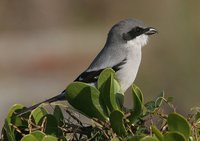 Loggerhead Shrike - Lanius ludovicianus