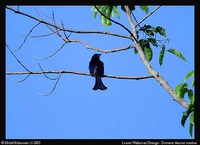 Wallacean Drongo - Dicrurus densus