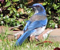 Western Scrub-Jay - Aphelocoma californica