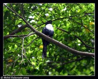 White-necked Myna - Streptocitta albicollis