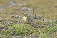 Patagonian Yellow-Finch - Sicalis lebruni