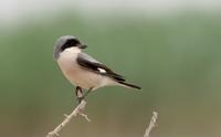 Lesser Grey Shrike